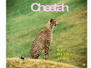 Cheetah By Hayley Avise 
