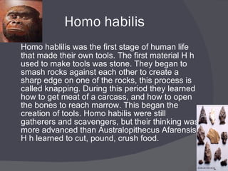 Homo habilis Homo hablilis was the first stage of human life that made their own tools. The first material H h used to make tools was stone. They began to smash rocks against each other to create a sharp edge on one of the rocks, this process is called knapping. During this period they learned how to get meat of a carcass, and how to open the bones to reach marrow. This began the creation of tools. Homo habilis were still gatherers and scavengers, but their thinking was more advanced than Australopithecus Afarensis. H h learned to cut, pound, crush food. 