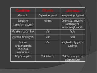 Özellikler

Ölümlü

ölümsüz

Genetik

Diploid, euploid

Aneploid, polyploid

Değişim
(transformasyon)

normal

Ölümsüz, büyüme
kontrolu yok,
tumor oluşturabilir.

Matrikse bağımlılık

Var

Yok

Kontak inhibisyon

Var

yok

Hücre
çoğalmasında
yoğunluk
sınırlaması

Var

Kaybedilmiş ya da
azalmış

Büyüme şekli

Tek tabaka

Tek tabaka ya da
süspansiyon

 