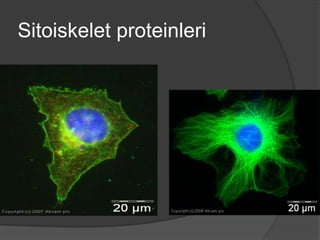 Sitoiskelet proteinleri

 
