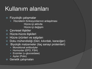 Kullanım alanları


Fizyolojik çalışmalar
 Hücrelerin fonksiyonlarının anlaşılması

Hücre içi aktivite
Hücre içi değişim






Çevresel ilişkiler
Hücre-hücre ilişkileri
Hücre ürünleri ve salgıları
Doku mühendisliği (Deri, kıkırdak, karaciğer)
Biyolojik malzemeler (ilaç sanayi proteinleri)







Monoklonal antibodyler
Hormonlar (EPO, FSH)
Enzimler ( -glucosidase)
Aşılar (Polio)

Genetik çalışmaları

 
