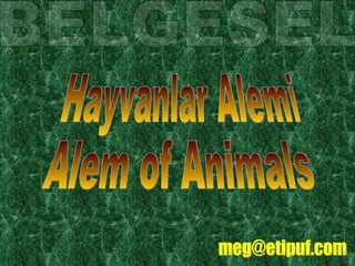 BELGESEL Hayvanlar Alemi Alem of Animals [email_address] 