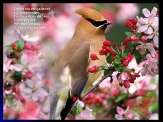 Encara tus obligaciones
con satisfacción.
Es maravilloso disfrutar
lo que se hace.
Pon amor en todo lo
que está a tu alcance.
 