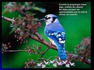Cuando te propongas hacer
algo, ¡métete de cabeza!
No dejes escapar las
oportunidades que la vida te
ofrece, no vuelven.
 