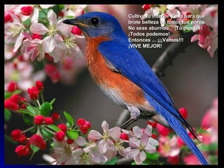 Cultiva tu interior y ella hará que
brote belleza de todos tus poros.
No seas aburrido... ¡Tú puedes!
¡Todos podemos!
Entonces ... ¡¡¡Vamos!!!
¡VIVE MEJOR!
 