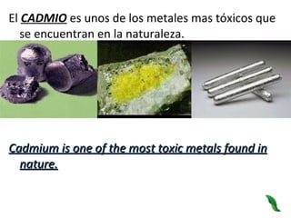 El  CADMIO  es unos de los metales mas tóxicos que se encuentran en la naturaleza.  Cadmium is one of the most toxic metals found in nature. 