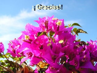 ¡ Gracias! ¡ Gracias!  