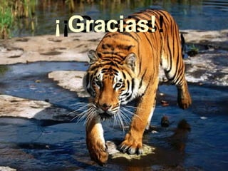 ¡ Gracias! ¡ Gracias!  