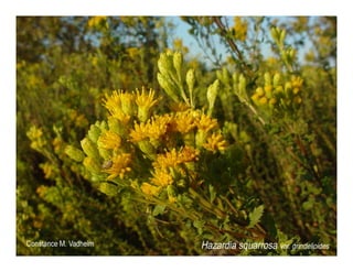 Hazardia squarrosa   web show