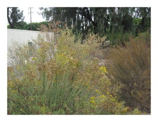 Hazardia squarrosa   web show