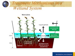 Treatment Mechanisms in a Wetland System   