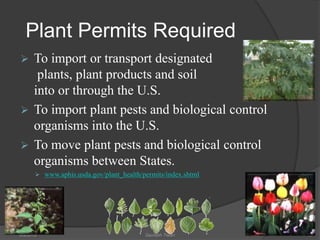 Plant Permits Required
 To import or transport designated
plants, plant products and soil
into or through the U.S.
 To import plant pests and biological control
organisms into the U.S.
 To move plant pests and biological control
organisms between States.
 www.aphis.usda.gov/plant_health/permits/index.shtml
5/9/2016 Saurabh Tiwari 19
 
