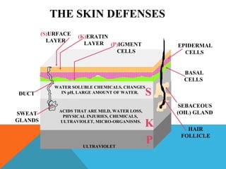 HAIR
FOLLICLE
SEBACEOUS
(OIL) GLAND
BASAL
CELLS
EPIDERMAL
CELLS
(S)URFACE
LAYER
(K)ERATIN
LAYER (P)IGMENT
CELLS
DUCT
SWEAT
GLANDS
S
K
P
THE SKIN DEFENSES
WATER SOLUBLE CHEMICALS, CHANGES
IN pH, LARGE AMOUNT OF WATER.
ACIDS THAT ARE MILD, WATER LOSS,
PHYSICAL INJURIES, CHEMICALS,
ULTRAVIOLET, MICRO-ORGANISMS.
ULTRAVIOLET
 