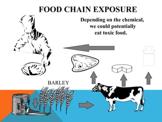 FOOD CHAIN EXPOSURE
BARLEY
Depending on the chemical,
we could potentially
eat toxic food.
 