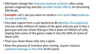 • GM foods change the chemical makeup of plants after using
genetic engineering and the possible health effects of consuming
GM foods.
• Example: Let’s say you want to create a corn plant that produces
its own pesticide.
• You take a gene from a soil bacterium Bt (Bacillus thuringiensis)
and you make millions of copies of the gene and you put it into a
gene gun and you shoot that gun into a plate of millions of cells,
hoping that some of the genes make it into the DNA of some of
those cells.
• Then you clone those cells into a plant.
• Now the process of insertion plus cloning causes massive
collateral damage in the DNA of the plant.
 