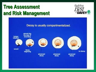 Hazard trees isa cert revised 0308 | PPT