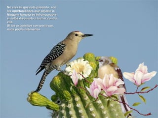 No eres tú que está pasando, son
las oportunidades que dejaste ir.
Ninguna barrera es infranqueable
si estás dispuesto a luchar contra
ella.
Si tus propósitos son positivos,
nada podrá detenerlos.
 