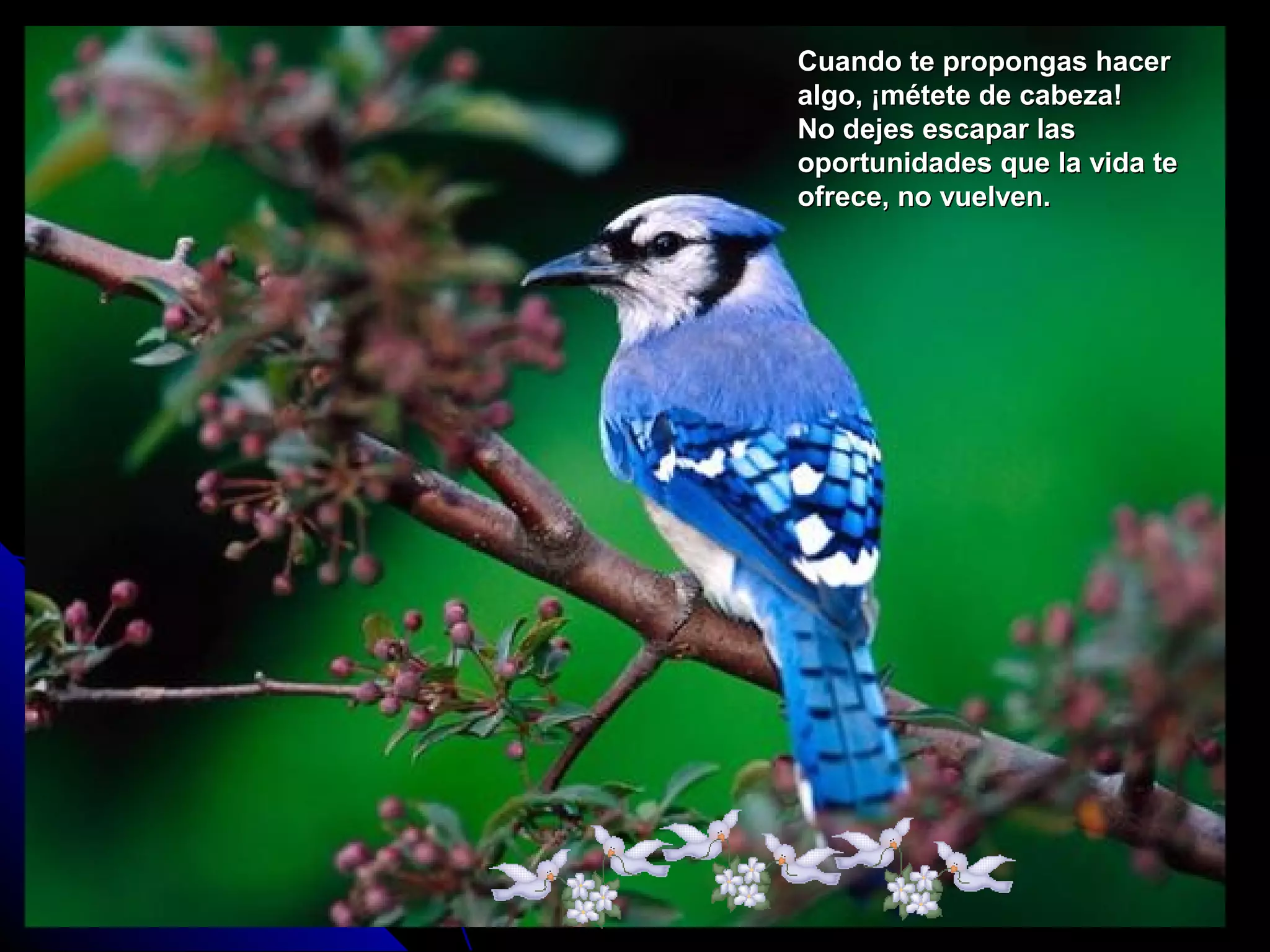 Cuando te propongas hacerCuando te propongas hacer
algo, ¡métete de cabeza!algo, ¡métete de cabeza!
No dejes escapar lasNo dejes escapar las
oportunidades que la vida teoportunidades que la vida te
ofrece, no vuelven.ofrece, no vuelven.
 