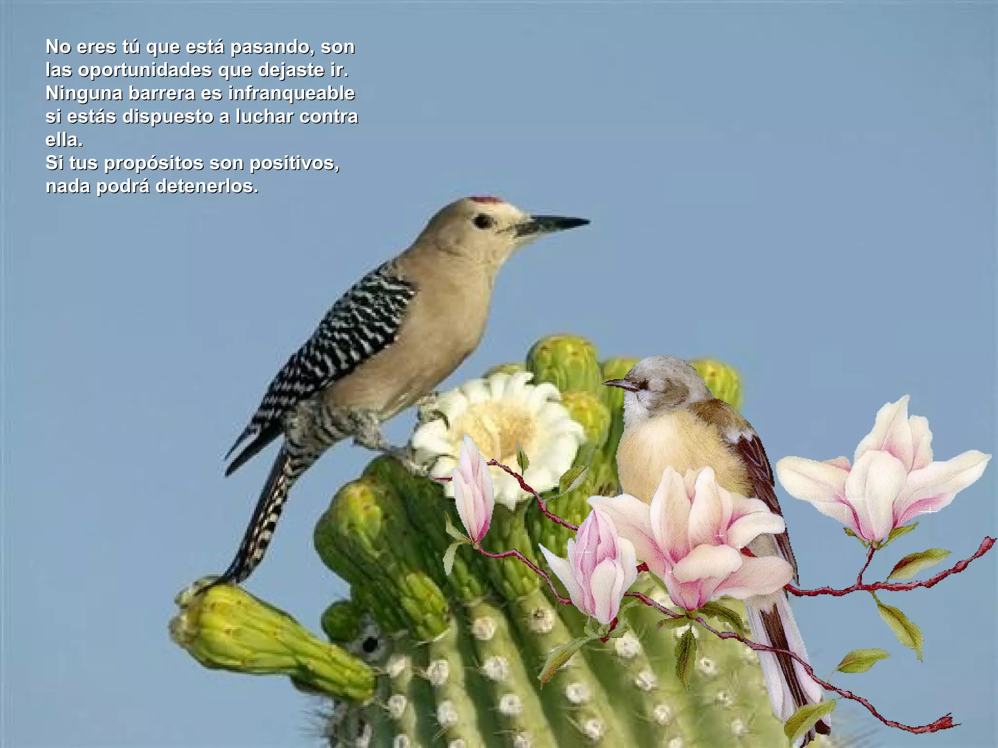 No eres tú que está pasando, sonNo eres tú que está pasando, son
las oportunidades que dejaste ir.las oportunidades que dejaste ir.
Ninguna barrera es infranqueableNinguna barrera es infranqueable
si estás dispuesto a luchar contrasi estás dispuesto a luchar contra
ella.ella.
Si tus propósitos son positivos,Si tus propósitos son positivos,
nada podrá detenerlos.nada podrá detenerlos.
 