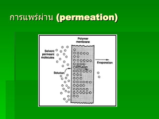 การแพร่ผ่าน   (permeation) 