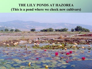 THE LILY PONDS AT HAZOREA(This is a pond where we check new cultivars) 
