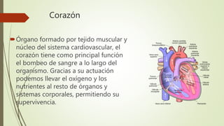 Corazón
Órgano formado por tejido muscular y
núcleo del sistema cardiovascular, el
corazón tiene como principal función
el bombeo de sangre a lo largo del
organismo. Gracias a su actuación
podemos llevar el oxígeno y los
nutrientes al resto de órganos y
sistemas corporales, permitiendo su
supervivencia.
 
