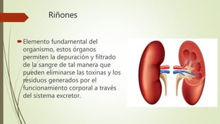 Riñones
Elemento fundamental del
organismo, estos órganos
permiten la depuración y filtrado
de la sangre de tal manera que
pueden eliminarse las toxinas y los
residuos generados por el
funcionamiento corporal a través
del sistema excretor.
 