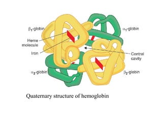 Quaternary structure of hemoglobin
 