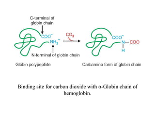 Binding site for carbon dioxide with α-Globin chain of
hemoglobin.
 