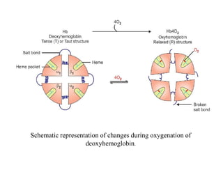 Schematic representation of changes during oxygenation of
deoxyhemoglobin.
 