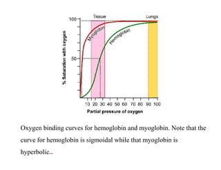 Oxygen binding curves for hemoglobin and myoglobin. Note that the
curve for hemoglobin is sigmoidal while that myoglobin is
hyperbolic..
 