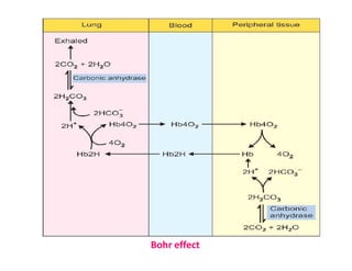 Bohr effect
 
