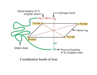 Coordination bonds of iron.
 