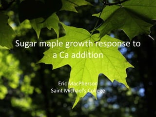 Sugar maple growth response to
a Ca addition
Eric MacPherson
Saint Michael’s College
 