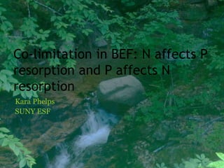 Co-limitation in BEF: N affects P
resorption and P affects N
resorption
Kara Phelps
SUNY ESF
 