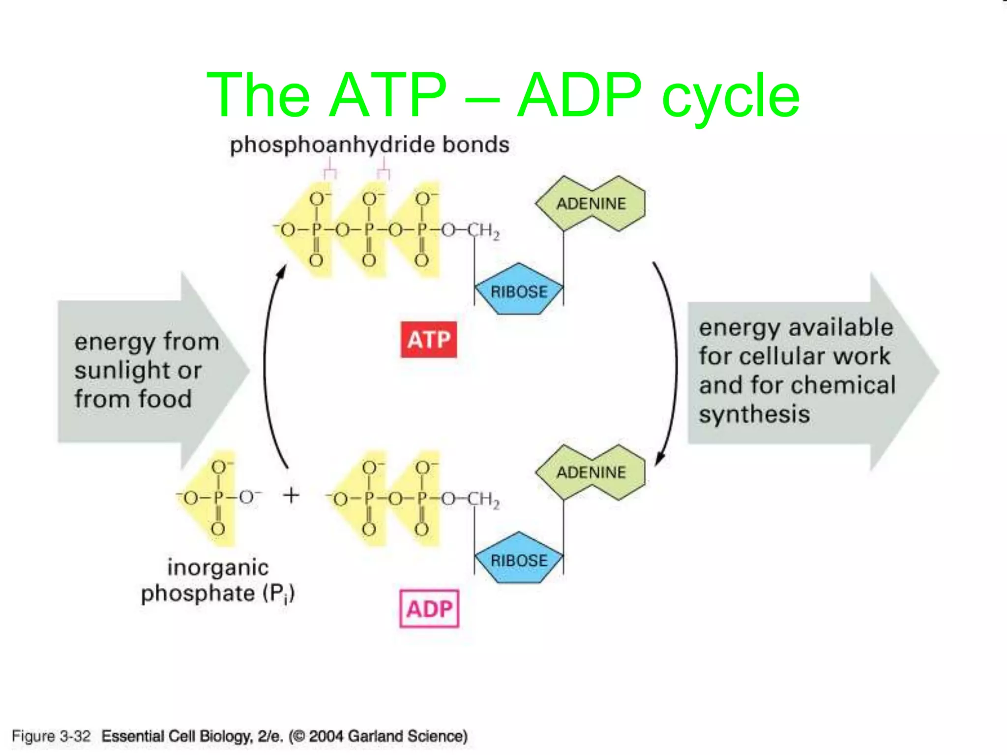 Adp Vs Atp: The Ultimate Battle For Phosphofructokinase Control - oz3v77k