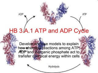 HB 3.A.1 ATP and ADP Cycle
Develop and use models to explain
how chemical reactions among ATP,
ADP and inorganic phosphate act to
transfer chemical energy within cells
 