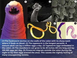DrNath-Parasites______Drugs_(update).ppt