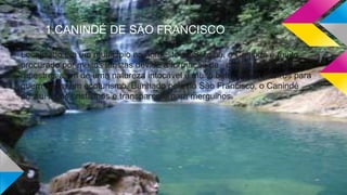1.CANINDÉ DE SÃO FRANCISCO
Localizado em um município no noroeste de Sergipe, o Canindé é muito
procurado por muitos turistas devido a formação de cavernas com pinturas
rupestres além de uma natureza intocável e muito bela, sendo roteiros para
quem adora um ecoturismo. Banhado pelo rio São Francisco, o Canindé
possui lagos cristalinos e transparente para mergulhos.
 