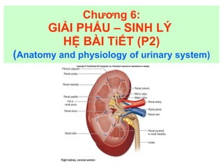 Chương 6: GIẢI PHẨU – SINH LÝ  HỆ BÀI TiẾT (P2) ( Anatomy and physiology of urinary system) 