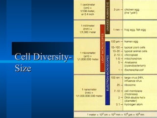 CCeellll DDiivveerrssiittyy-- 
SSiizzee 
 