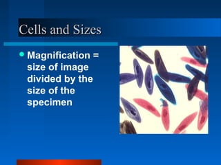 CCeellllss aanndd SSiizzeess 
Magnification = 
size of image 
divided by the 
size of the 
specimen 
 