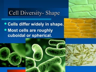 CCeellll DDiivveerrssiittyy-- SShhaappee 
Cells differ widely in shape. 
Most cells are roughly 
cuboidal or spherical. 
 