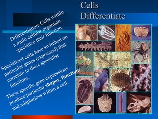 CCeellllss 
DDiiffffeerreennttiiaattee 
Differentiation: Cells within 
a multi cellular organism 
specialize their function. 
Specialized cells have switched on 
particular genes (expressed) that 
correlate to these specialist 
functions. 
These specific gene expressions 
produce particular shapes, functions 
and adaptations within a cell. 
 