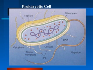 Prokaryotic Cell 
 