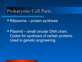 PPrrookkaarryyoottiicc CCeellll PPaarrttss 
Ribosome – protein synthesis 
Plasmid – small circular DNA chain. 
Codes for synthesis of certain proteins. 
Used in genetic engineering. 
 