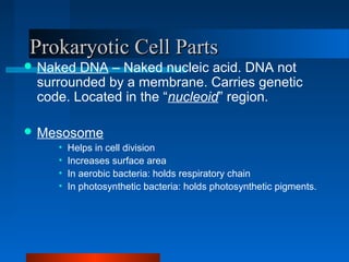 PPrrookkaarryyoottiicc CCeellll PPaarrttss 
Naked DNA – Naked nucleic acid. DNA not 
surrounded by a membrane. Carries genetic 
code. Located in the “nucleoid” region. 
Mesosome 
• Helps in cell division 
• Increases surface area 
• In aerobic bacteria: holds respiratory chain 
• In photosynthetic bacteria: holds photosynthetic pigments. 
 