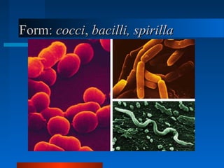 FFoorrmm:: ccooccccii,, bbaacciillllii,, ssppiirriillllaa 
 