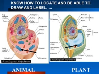KNOW HOW TO LOCATE AND BE ABLE TO 
DRAW AND LABEL….. 
ANIMAL PLANT 
 