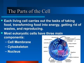 TThhee PPaarrttss ooff tthhee CCeellll 
Each living cell carries out the tasks of taking 
food, transforming food into energy, getting rid of 
wastes, and reproducing. 
Most eukaryotic cells have three main 
components: 
– Cell Membrane 
– Cytoskeleton 
– Nucleus 
 
